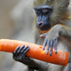 Monkey eating carrot
